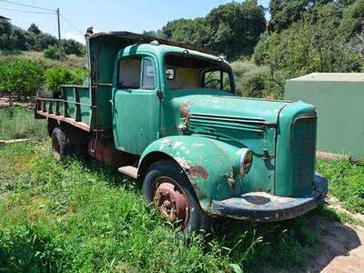 Řecko, Kréta, Nejstarší olivovník