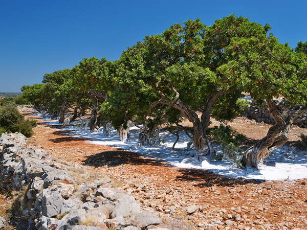 Výlet Mastichové vesnice
