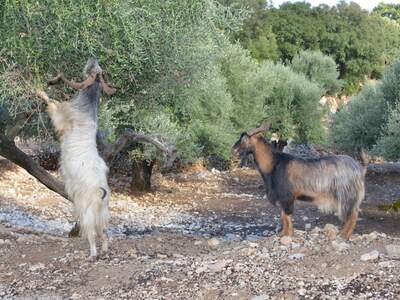 Řecko, Ithaka, Kostelík Ag. Iliias