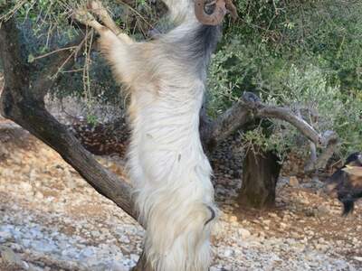 Řecko, Ithaka, Kostelík Ag. Iliias