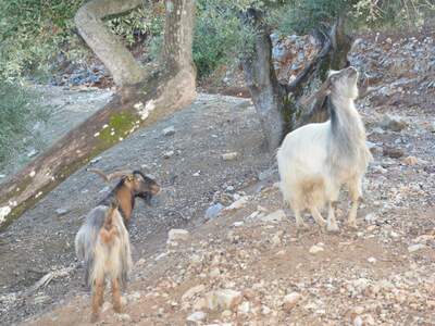 Řecko, Ithaka, Kostelík Ag. Iliias