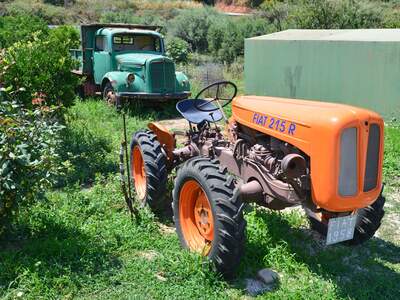 Řecko, Kréta, Nejstarší olivovník