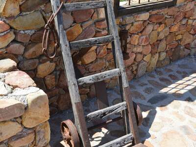 Řecko, Kréta, Nejstarší olivovník