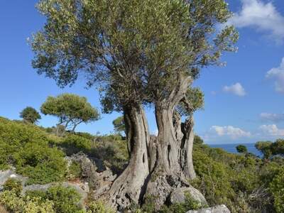 Řecko, Ithaka, Kostelík Ag. Iliias