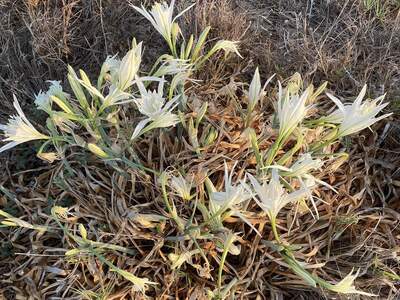 Divoké lilie kvetou všude v suché, srpnové a zářijové trávě u moře v Lefkos