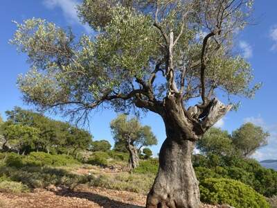 Pláž Kostelík Ag.Iiias