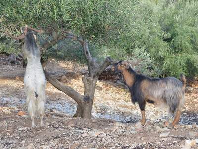 Řecko, Ithaka, Kostelík Ag. Iliias
