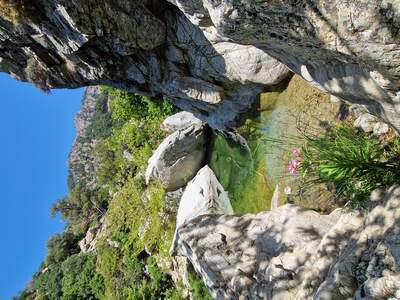 Ikaria