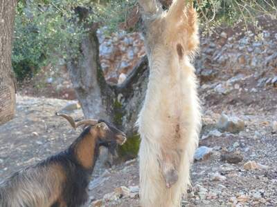 Řecko, Ithaka, Kostelík Ag. Iliias