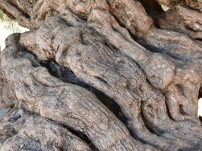 Řecko, Kréta, Nejstarší olivovník