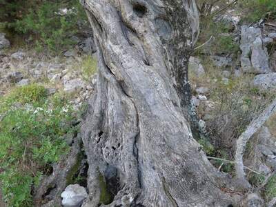 Řecko, Ithaka, Vykopávky Alakomenes