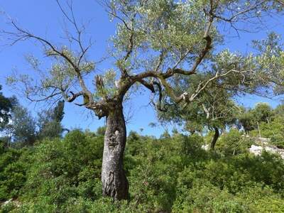 Řecko, Ithaka, Kostelík Ag. Iliias