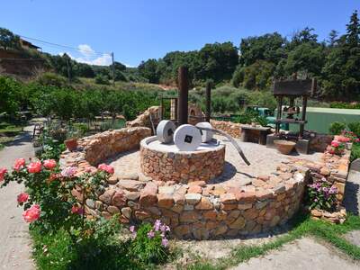 Řecko, Kréta, Nejstarší olivovník