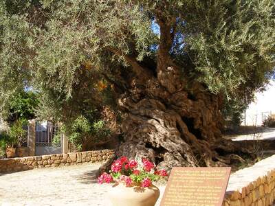 Řecko, Kréta, Nejstarší olivovník