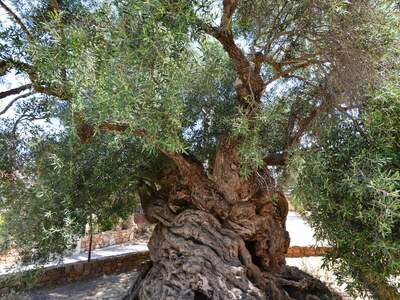Řecko, Kréta, Nejstarší olivovník