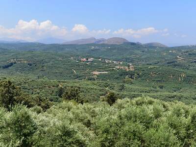 Řecko, Kréta, Nejstarší olivovník