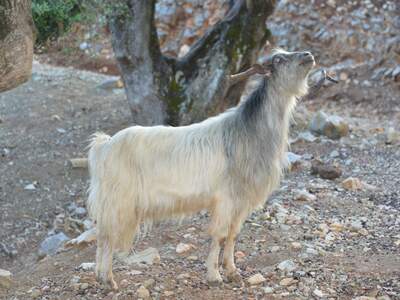 Řecko, Ithaka, Kostelík Ag. Iliias
