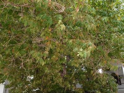 Řecko, Skopelos, Město