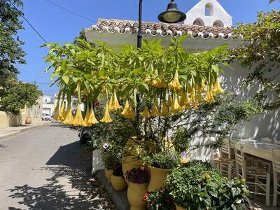 Žlutý Trubač v Mylopotamos