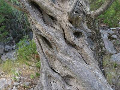 Řecko, Ithaka, Vykopávky Alakomenes