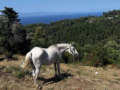 Kdesi v olivových hájích, záplavě borovicové vůně a v náručí přírody. To je Skopelos. Vše v jedné fotografii.