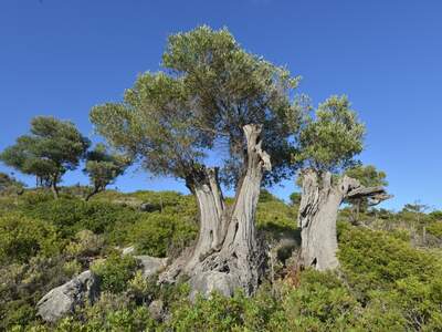 Řecko, Ithaka, Kostelík Ag. Iliias