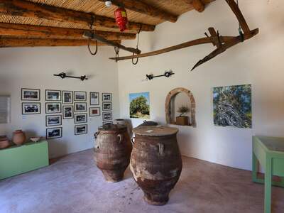 Řecko, Kréta, Nejstarší olivovník