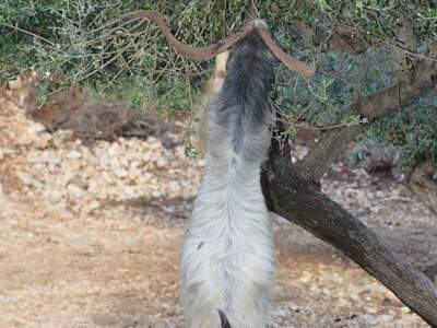 Řecko, Ithaka, Kostelík Ag. Iliias