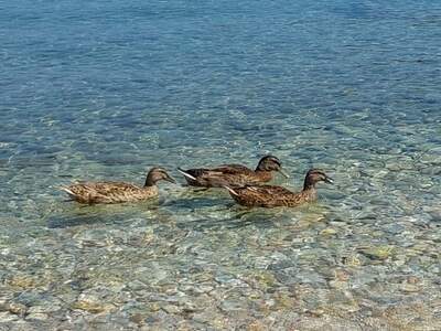 Alonissos