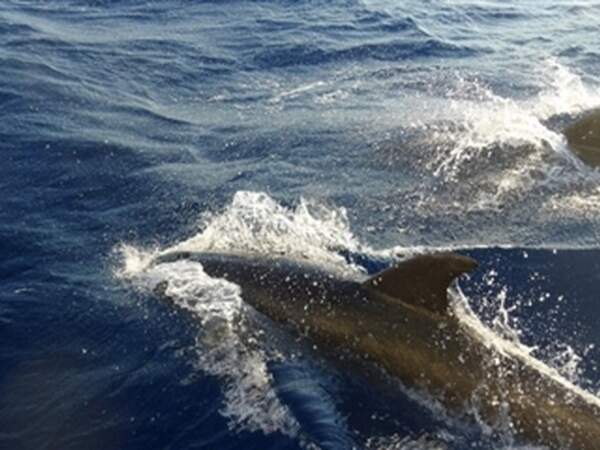 Výlet Výlet plachetnicí  na ostrov Inousses