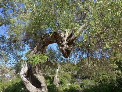 Řecko, Ithaka, Kostelík Ag. Iliias