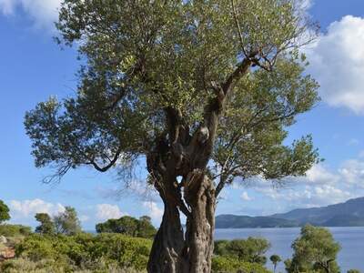 Řecko, Ithaka, Kostelík Ag. Iliias