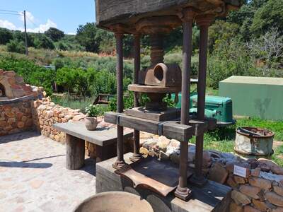 Řecko, Kréta, Nejstarší olivovník