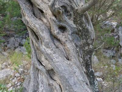 Řecko, Ithaka, Vykopávky Alakomenes