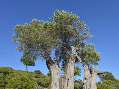 Řecko, Ithaka, Kostelík Ag. Iliias