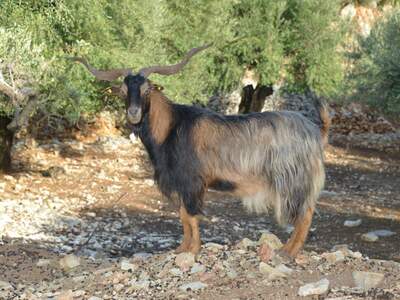 Řecko, Ithaka, Kostelík Ag. Iliias