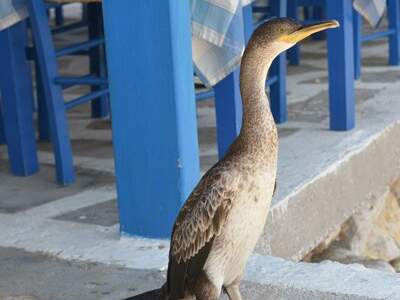 Řecko, Naxos, Letovisko Apollonas