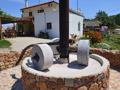 Řecko, Kréta, Nejstarší olivovník