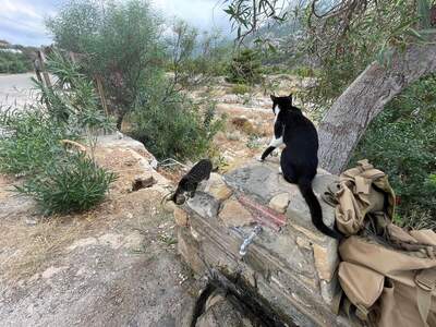 Studánka s pitnou, prý léčivou vodou v Lefkosu a kočky, které tam mají misku s doplňovanou vodou, uprostřed vyprahlého okolí…